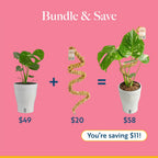 Monstera Plant Golden Compact