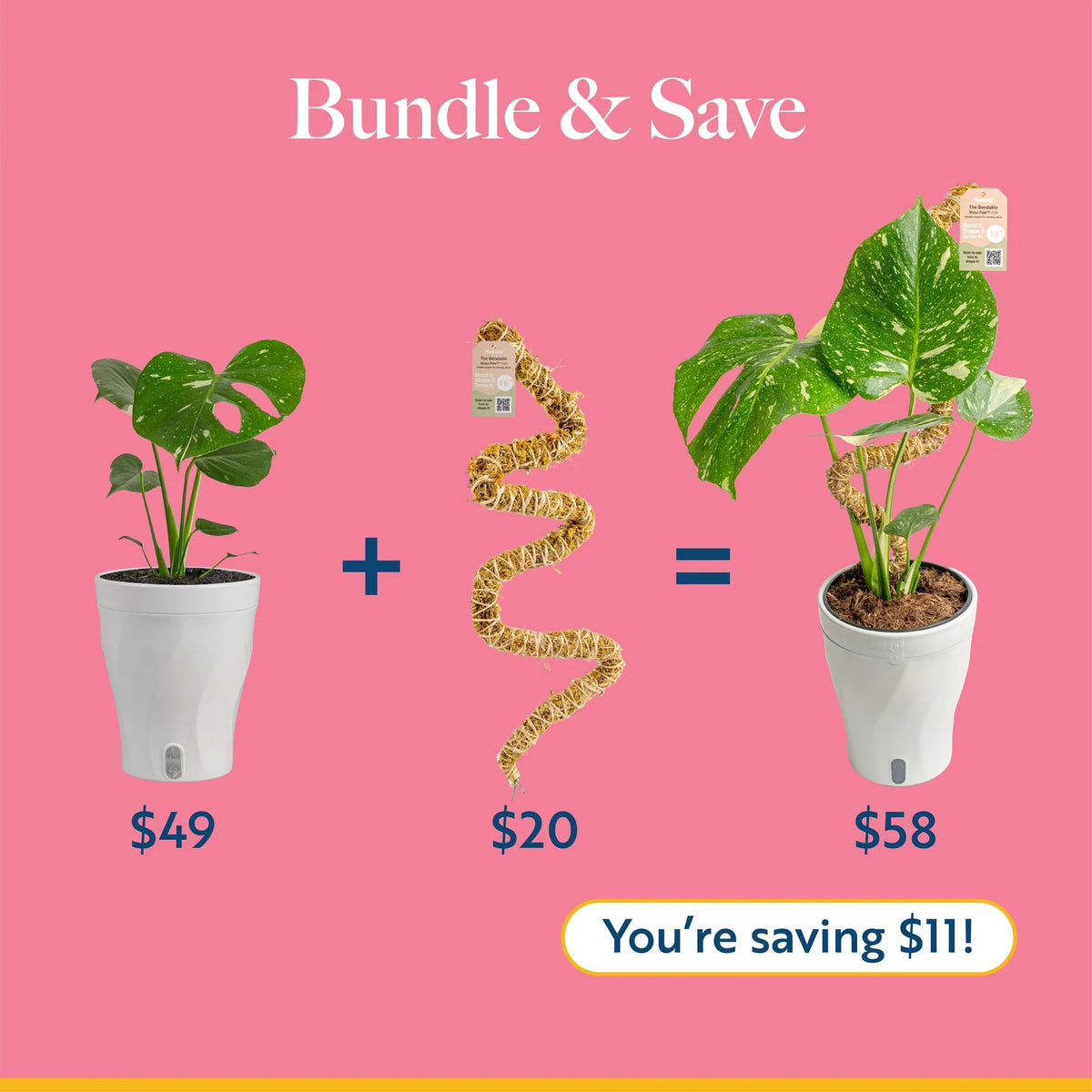 Monstera Plant Golden Compact