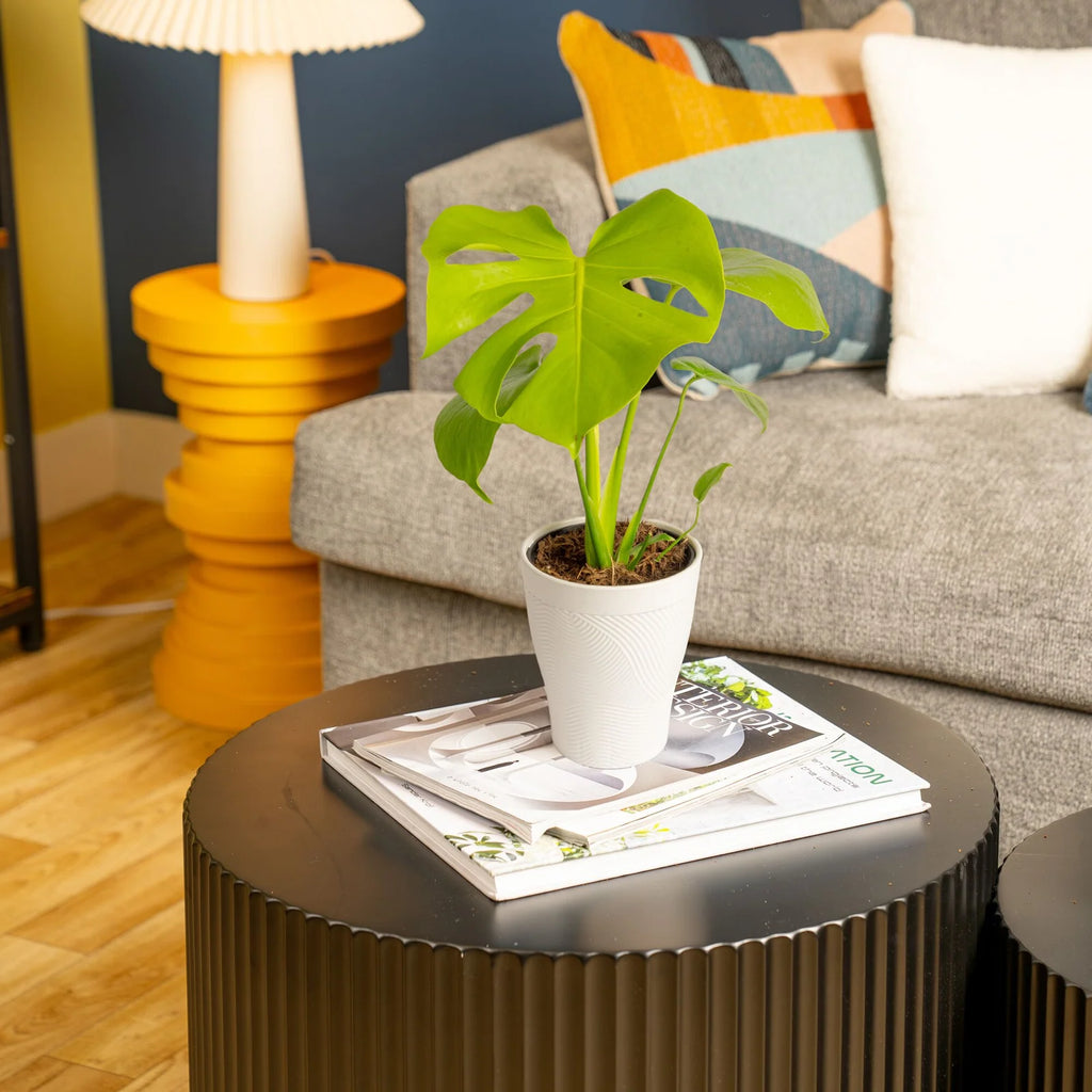 Monstera Plant Golden Compact