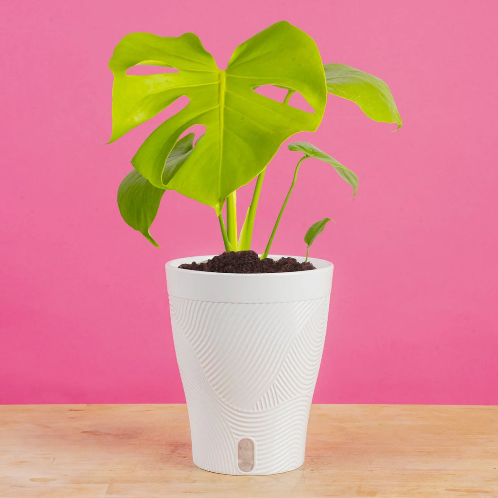 Monstera Plant Golden Compact, Medium-Self-Watering