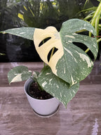 Monstera Thai Constellation Plant with Cream and Deep Green Variegated Leaves for Indoor Display
