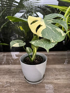 Monstera Thai Constellation Plant with Cream and Deep Green Variegated Leaves for Indoor Display