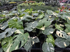 Monstera Thai Constellation Plant with Cream and Deep Green Variegated Leaves for Indoor Display