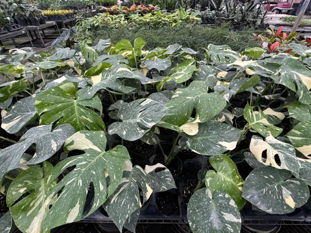 Monstera Thai Constellation Plant with Cream and Deep Green Variegated Leaves for Indoor Display