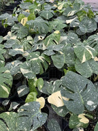 Monstera Thai Constellation Plant with Cream and Deep Green Variegated Leaves for Indoor Display