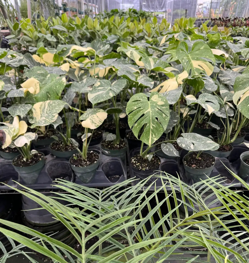 Monstera Thai Constellation Plant with Cream and Deep Green Variegated Leaves for Indoor Display