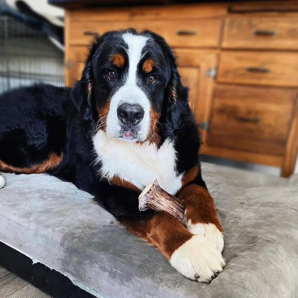 Moose Antler Base Dog Chew Cut from Dense Antler Bases
