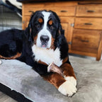 Moose Antler Base Dog Chew Cut from Dense Antler Bases