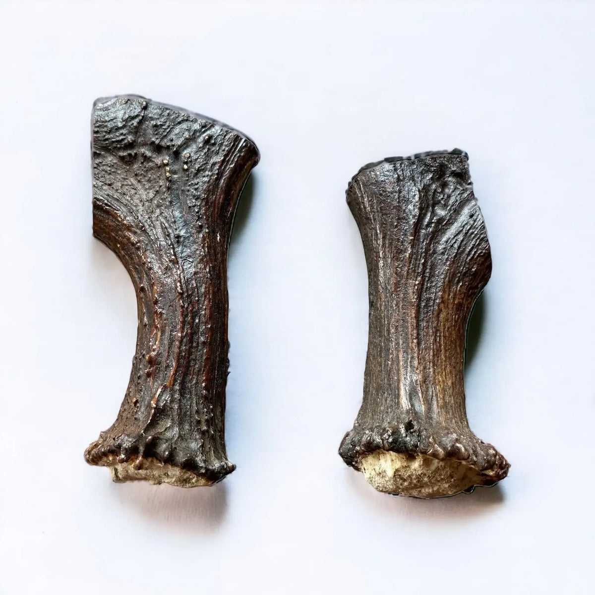 Moose Antler Base Dog Chew Cut from Dense Antler Bases