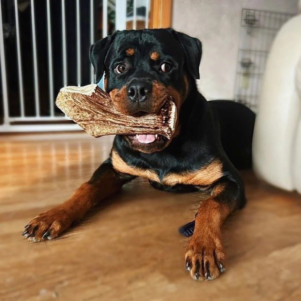 Moose Antler Base Dog Chew Cut from Dense Antler Bases