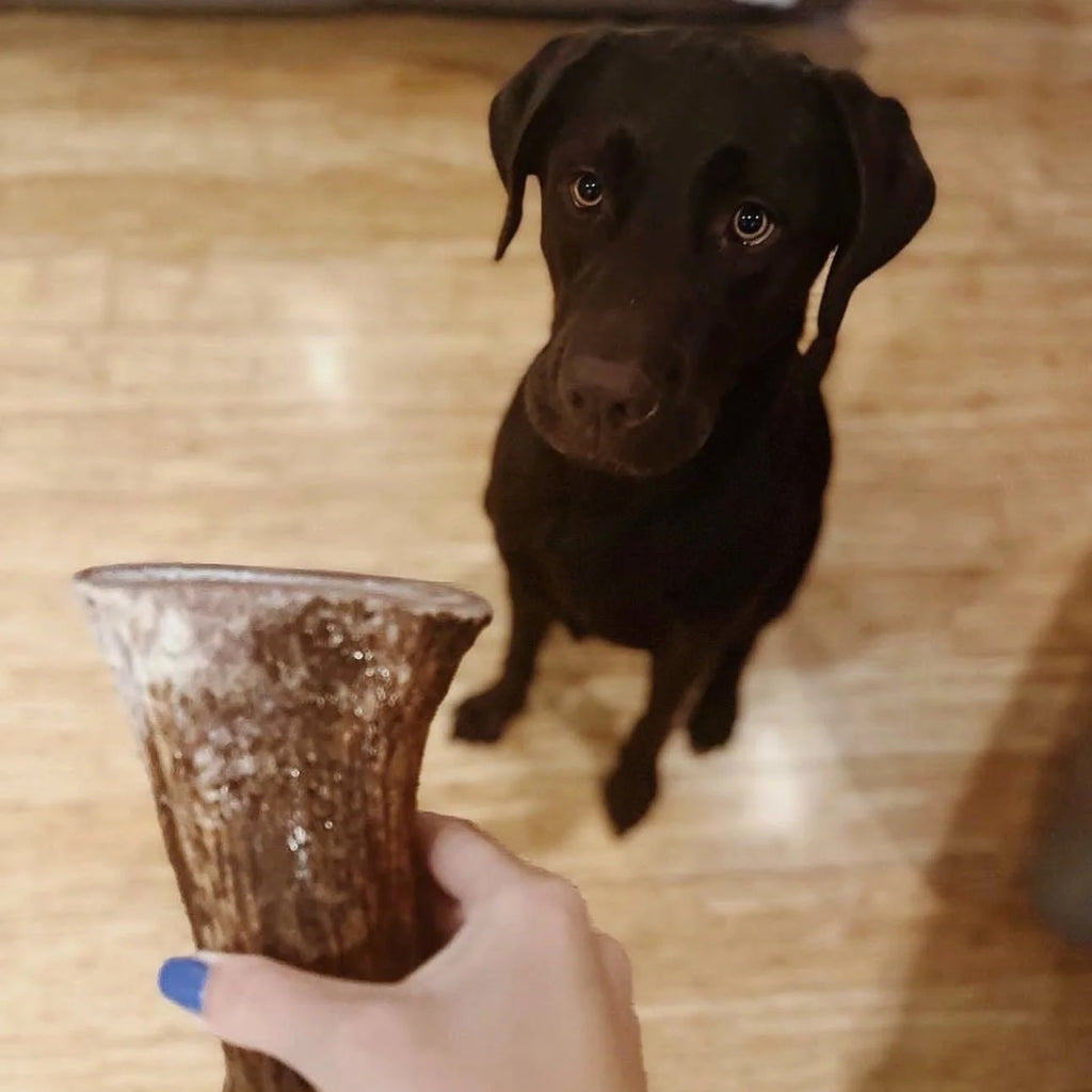 Moose Antler Base Dog Chew Cut from Dense Antler Bases