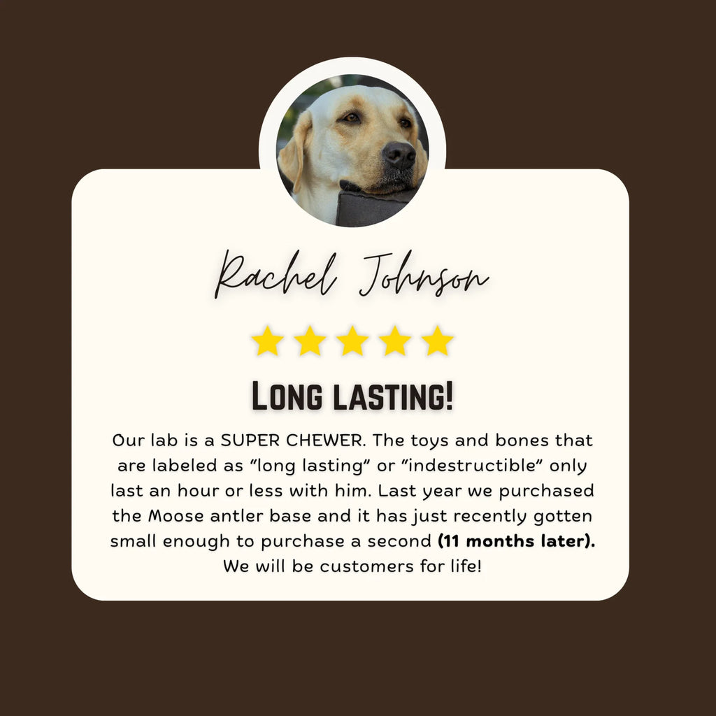 Moose Antler Base Dog Chew Cut from Dense Antler Bases