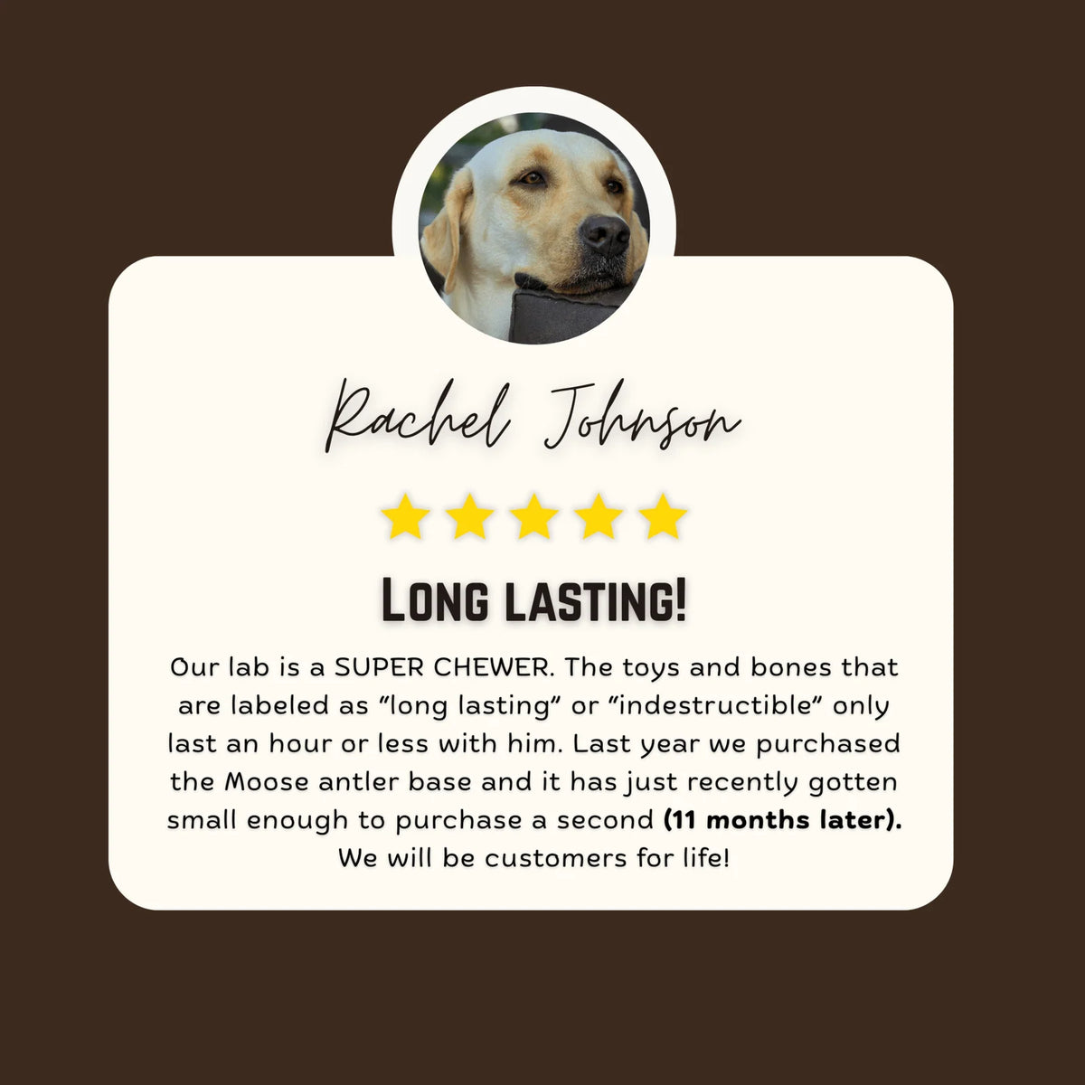 Moose Antler Base Dog Chew Cut from Dense Antler Bases