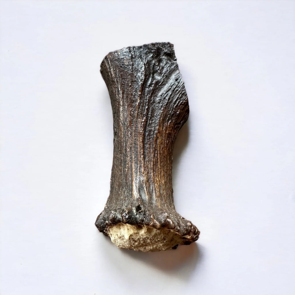 Moose Antler Base Dog Chew Cut from Dense Antler Bases