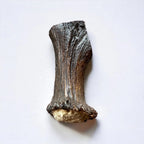 Moose Antler Base Dog Chew Cut from Dense Antler Bases