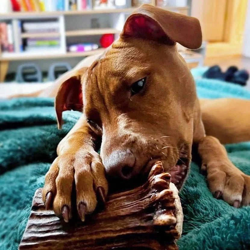 Moose Antler Base Dog Chew Cut from Dense Antler Bases