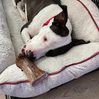 Moose Antler Base Dog Chew Cut from Dense Antler Bases