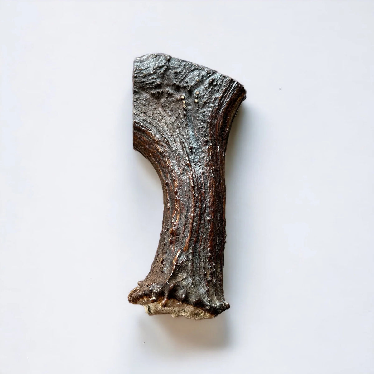Moose Antler Base Dog Chew Cut from Dense Antler Bases