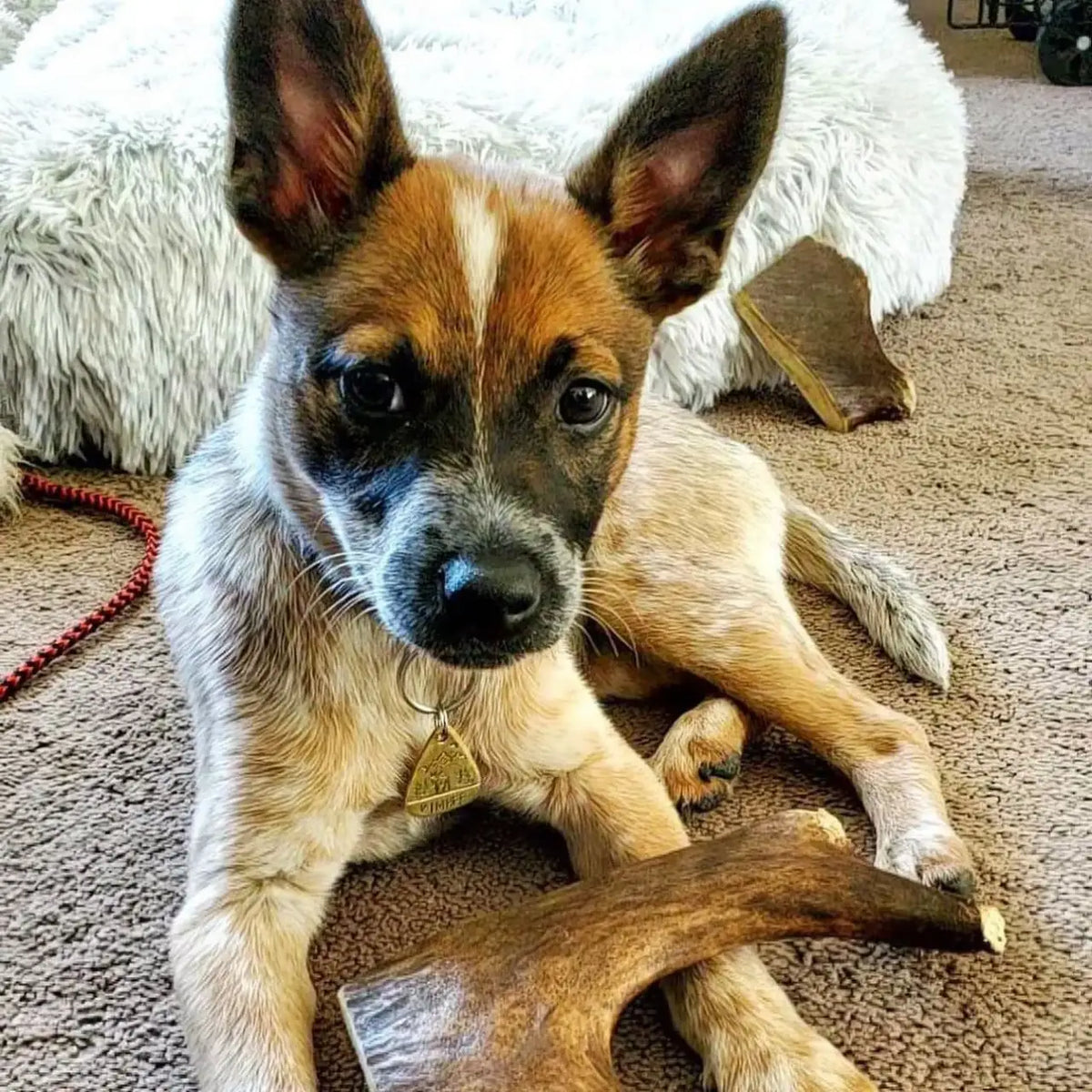 Moose Antler Dog Chews