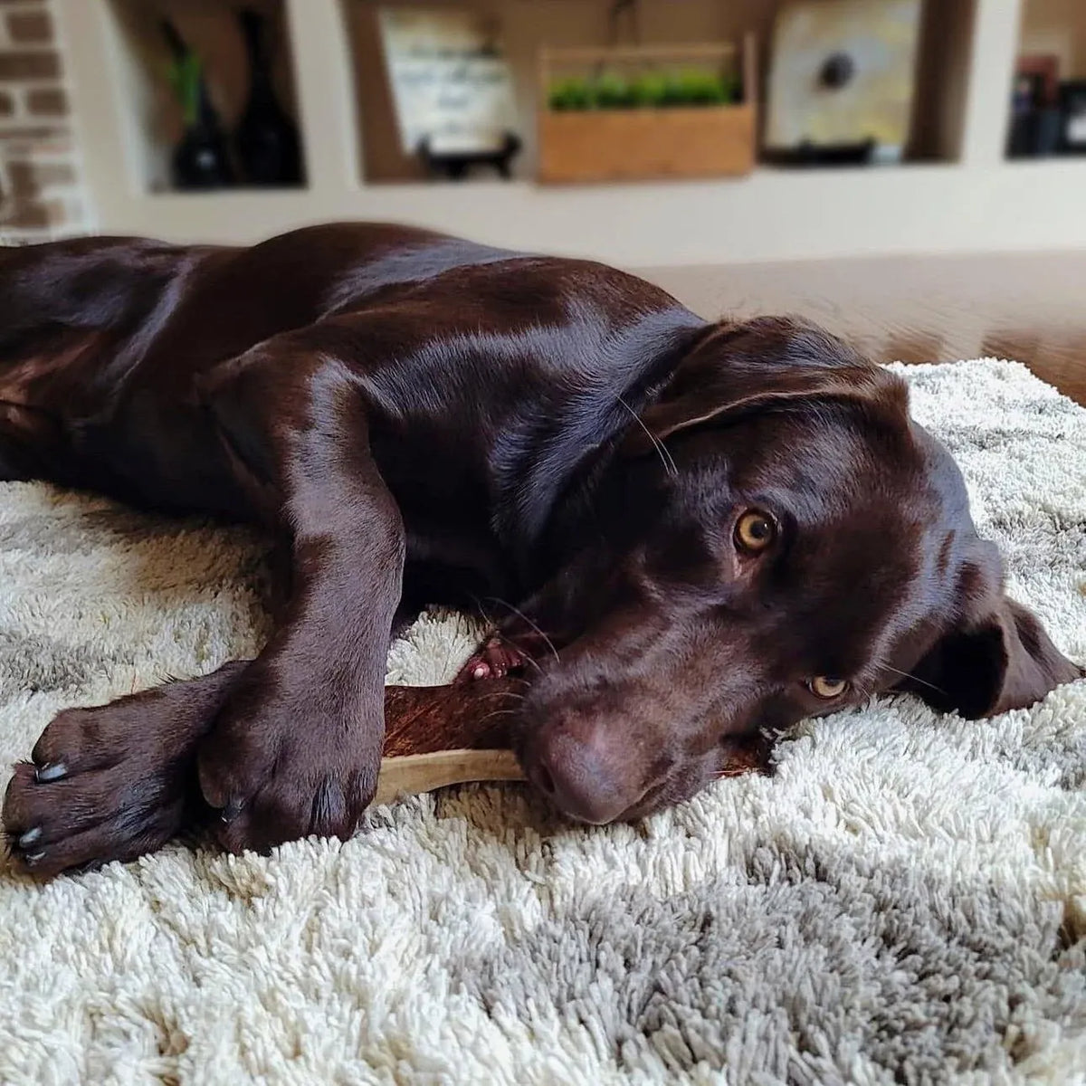 Moose Antler Dog Chews