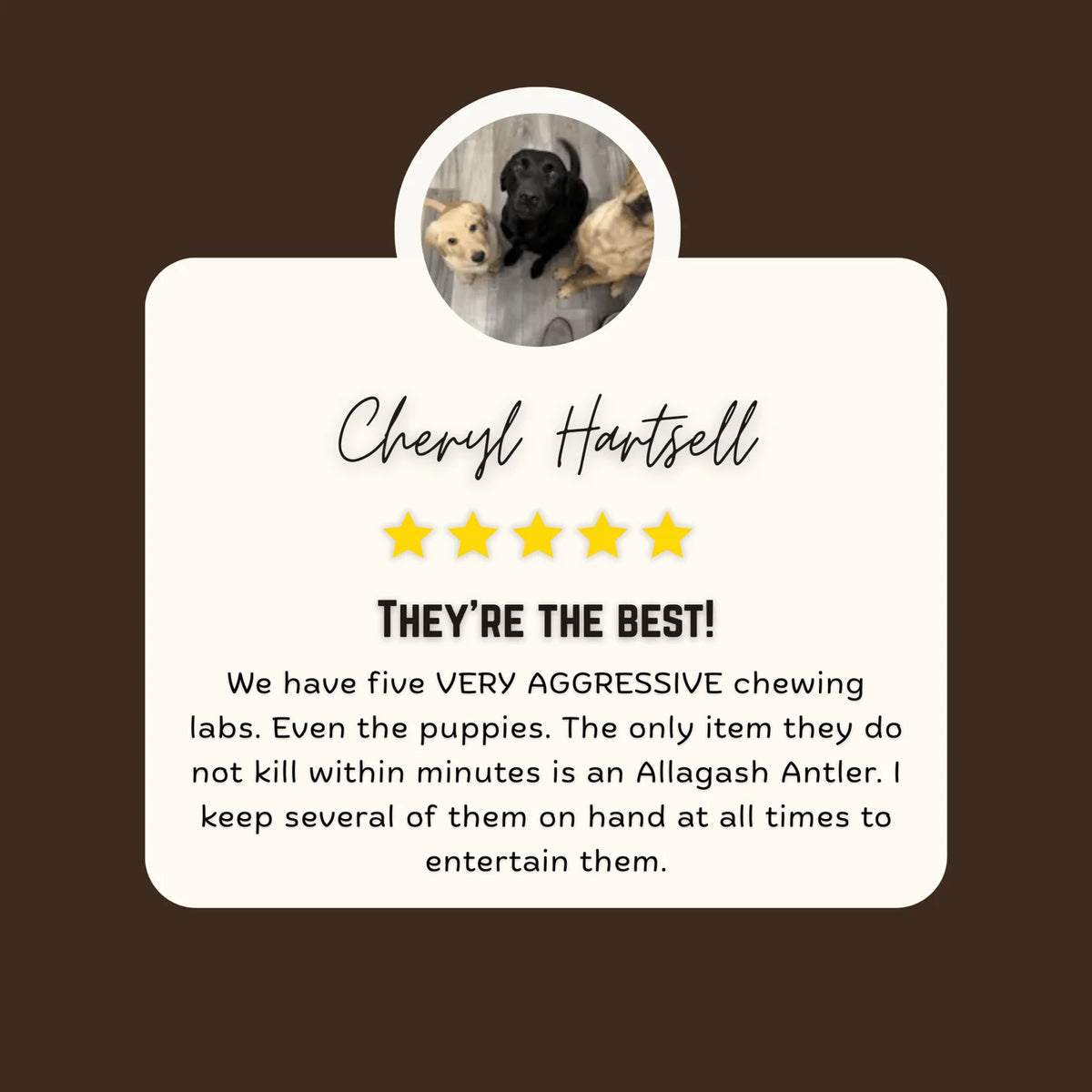 Moose Antler Dog Chews