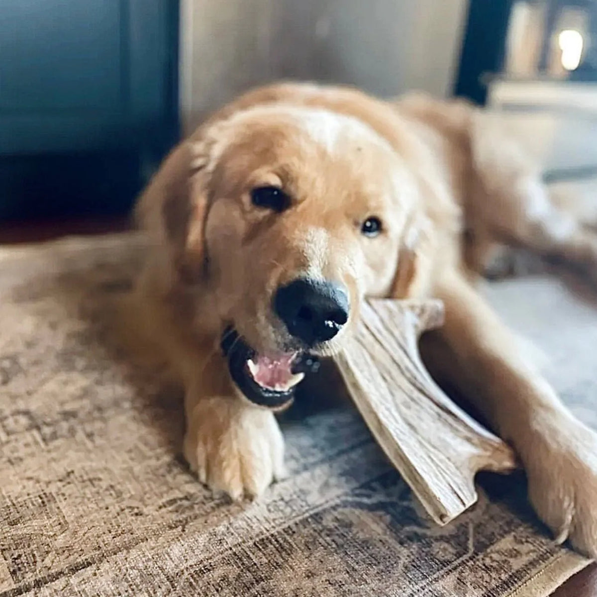 Moose Antler Dog Chews