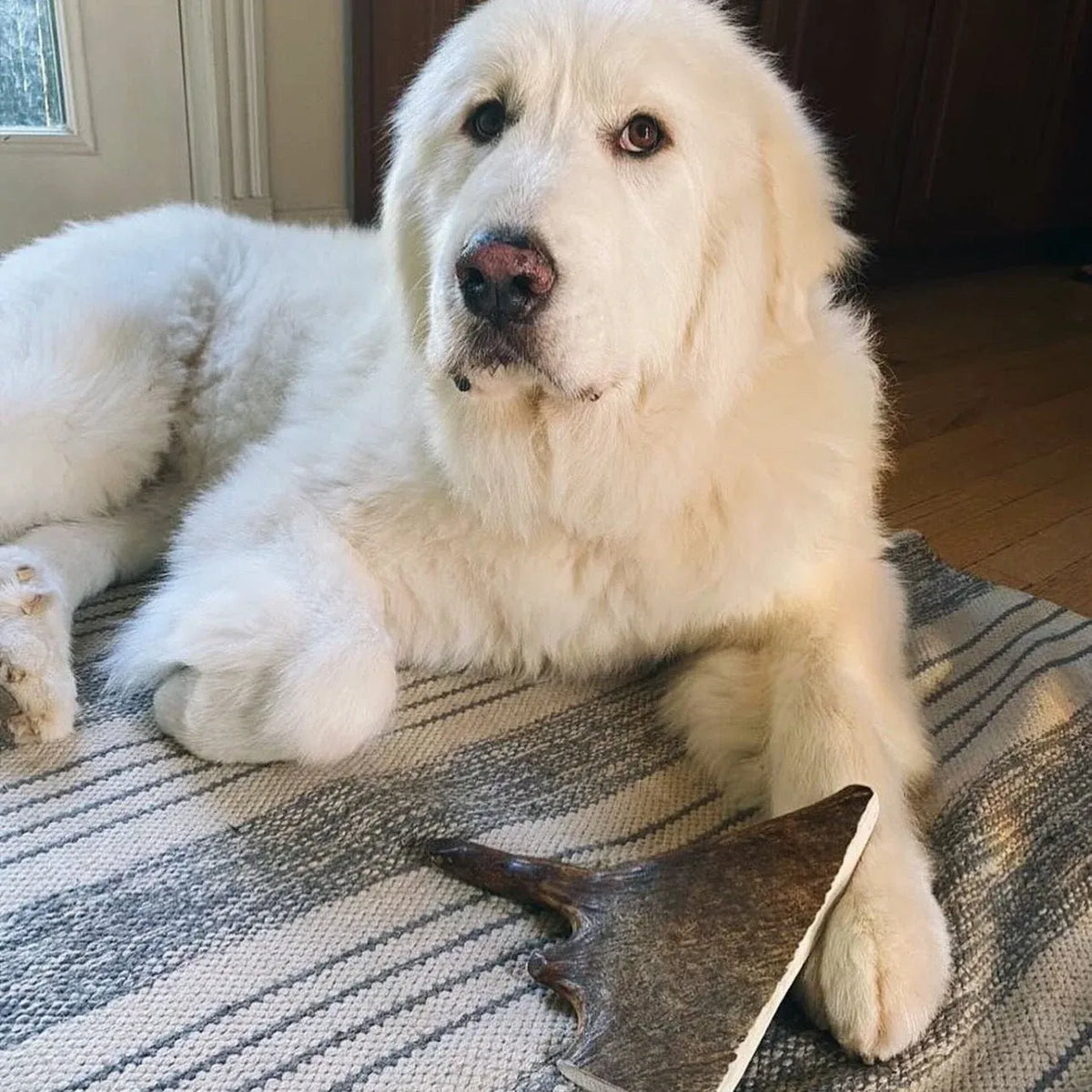 Moose Antler Dog Chews