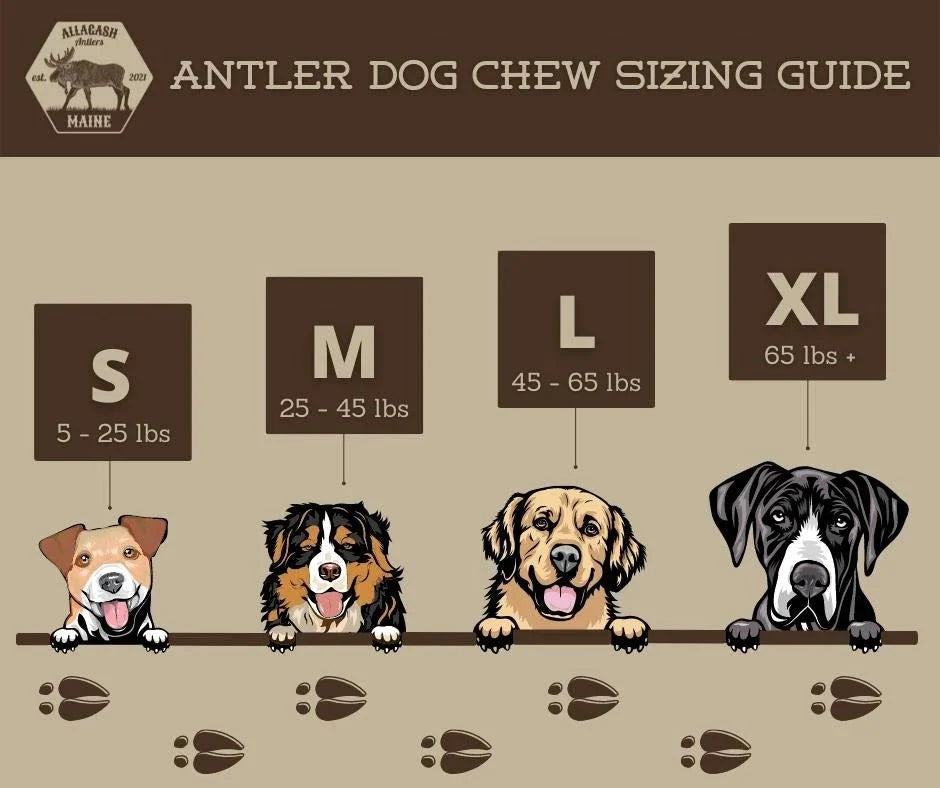 Moose Antler Dog Chews
