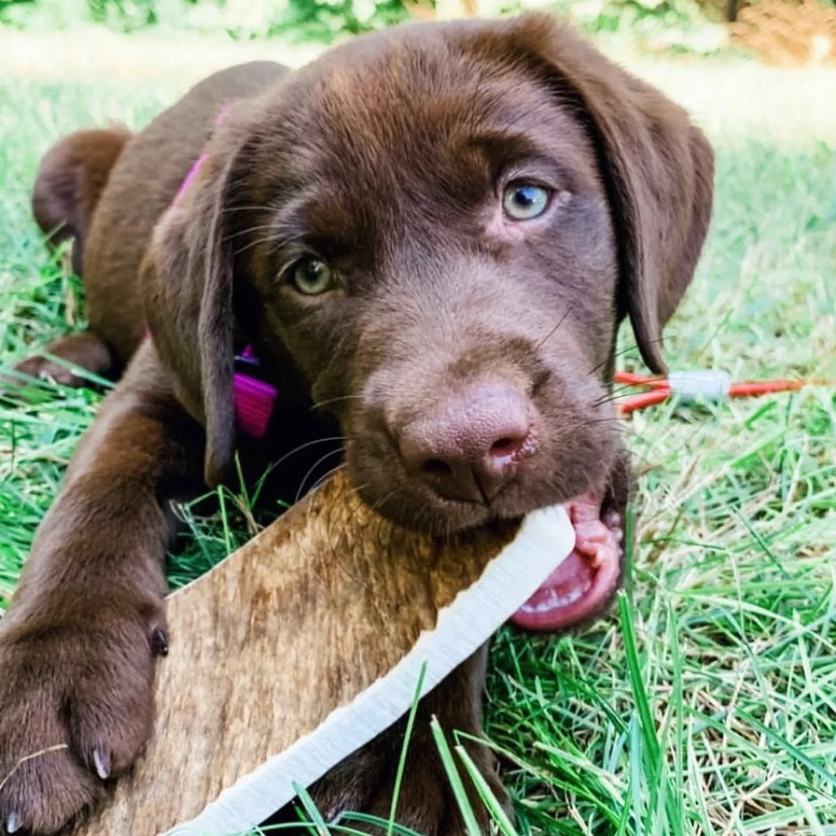 Moose Antler Paddle Dog Chew