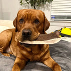 Moose Antler Paddle Dog Chew