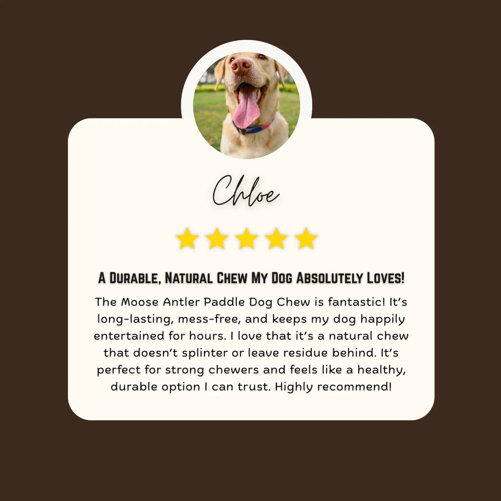 Moose Antler Paddle Dog Chew