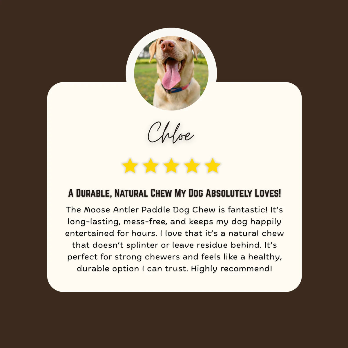 Moose Antler Paddle Dog Chew