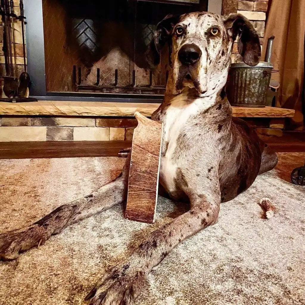 Moose Antler Paddle Dog Chew