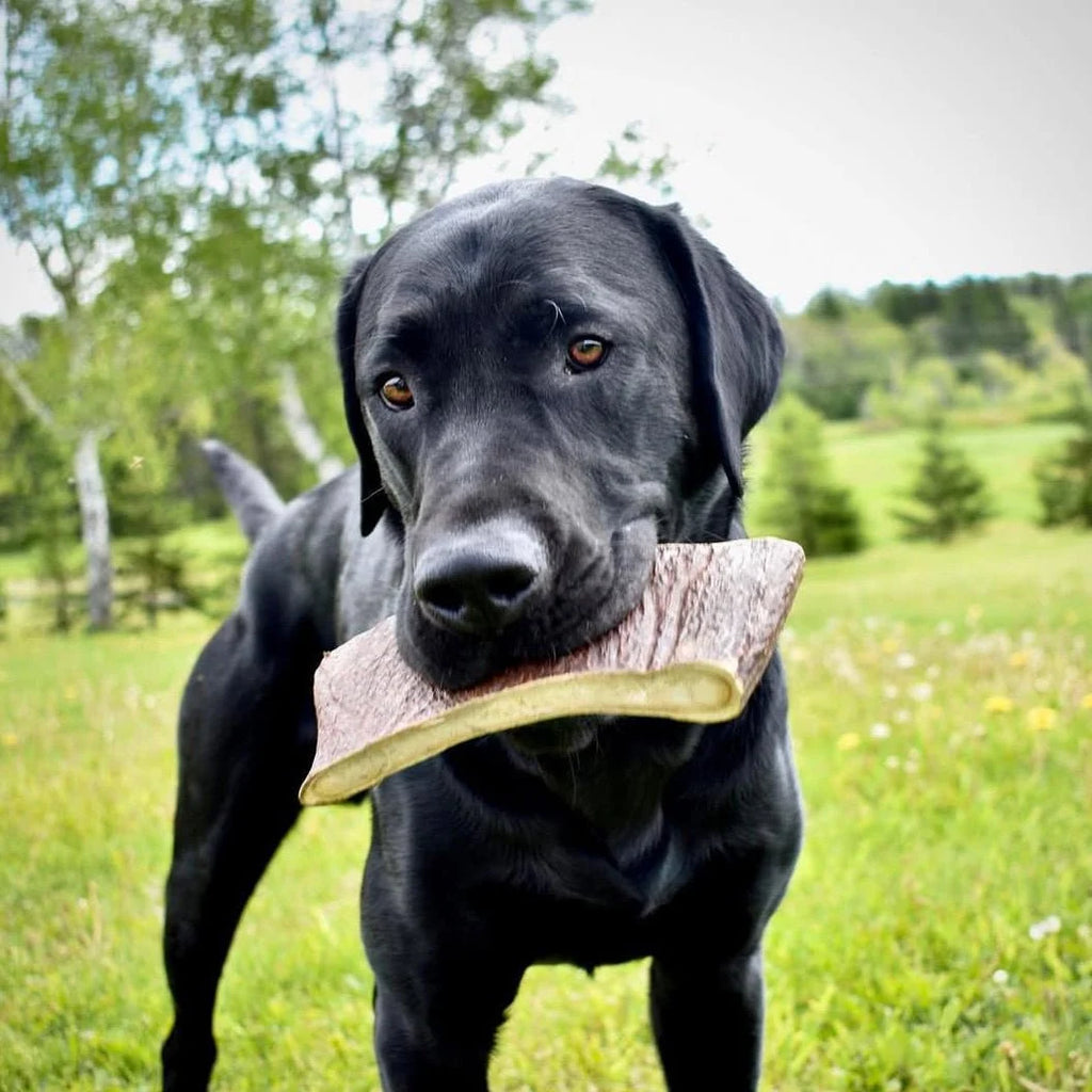 Moose Antler Paddle Dog Chew