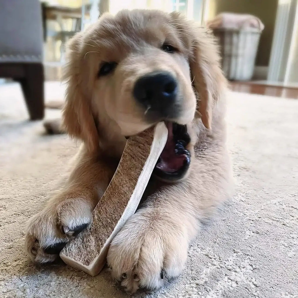 Moose Antler Paddle Dog Chew