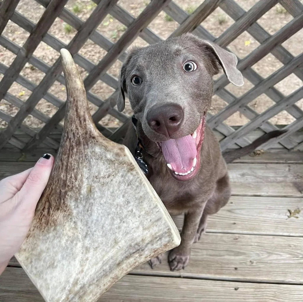 Moose Antler Paddle Dog Chew