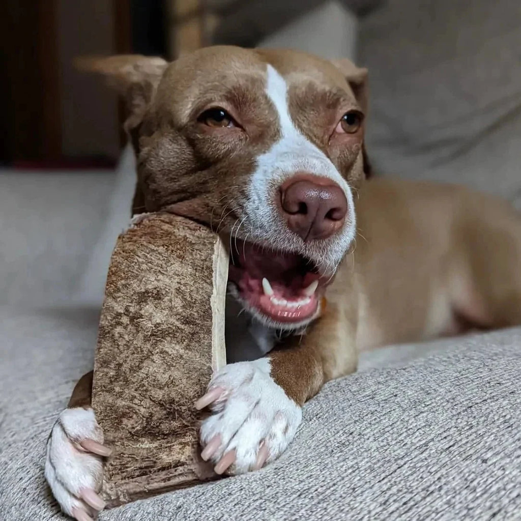 Moose Antler Paddle Dog Chew