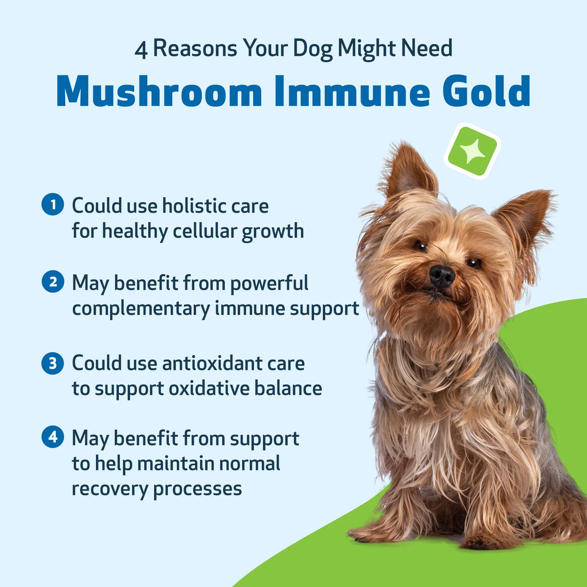 Mushroom Supplement