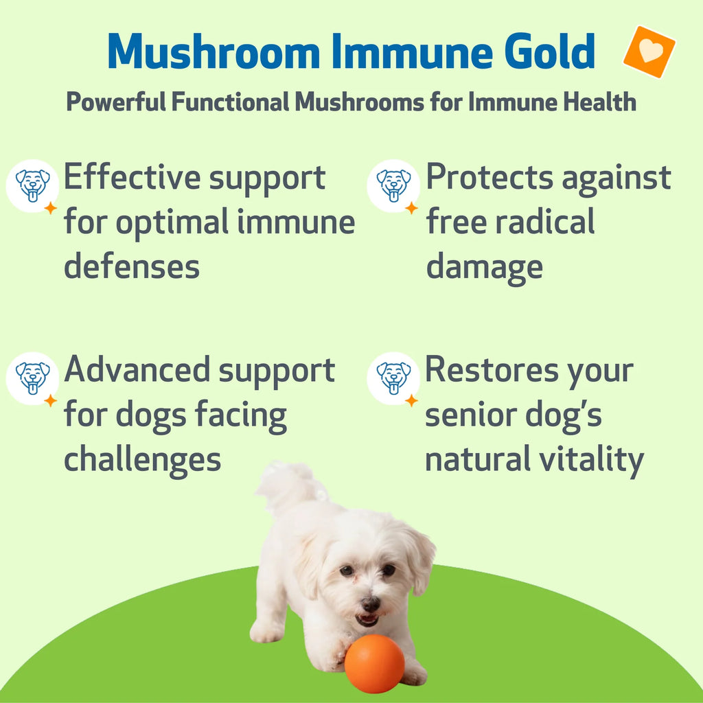 Mushroom Supplement