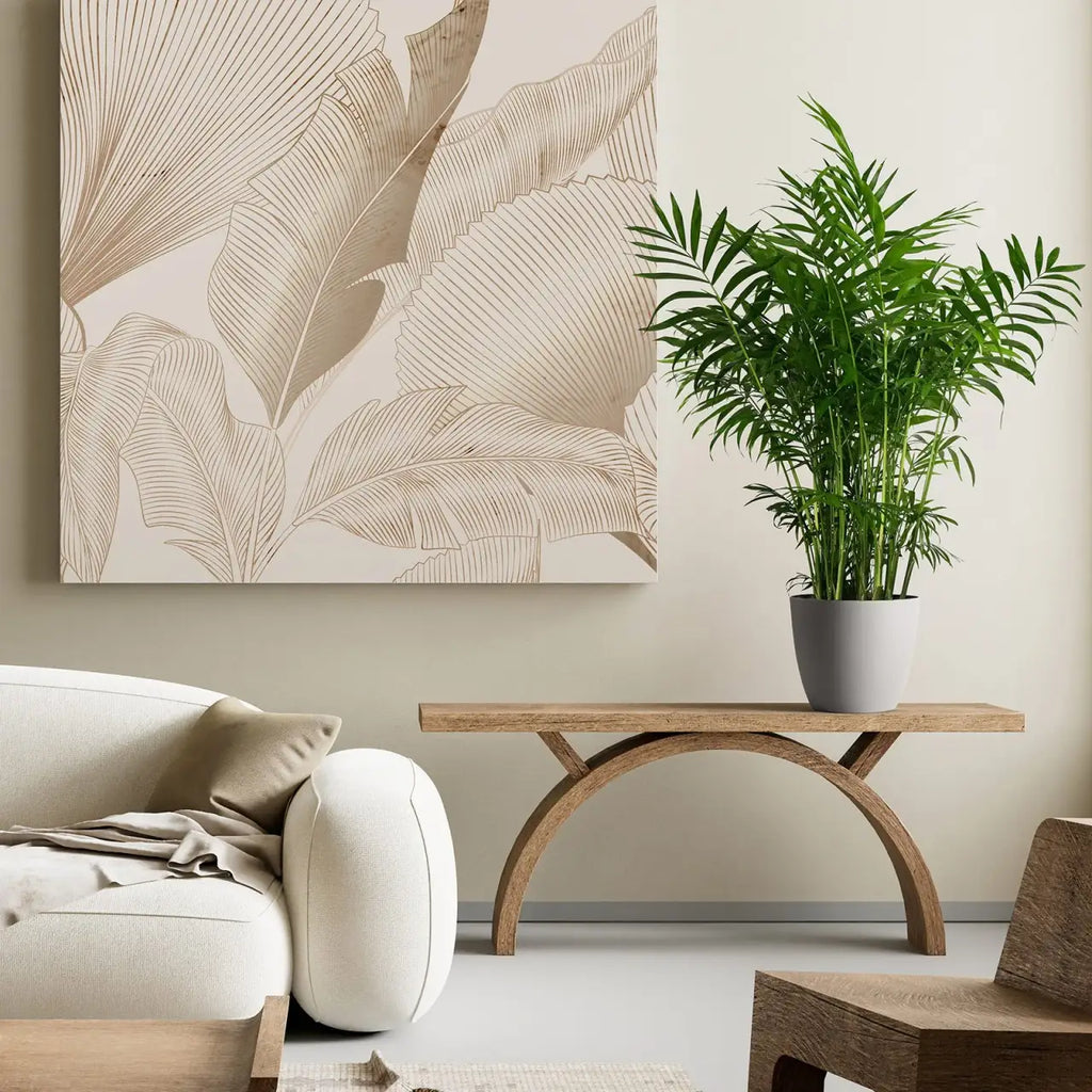 Neanthe Bella Palm Live Indoor Plant for Low to Medium Light, Graceful Compact Foliage in Multiple Pot Sizes
