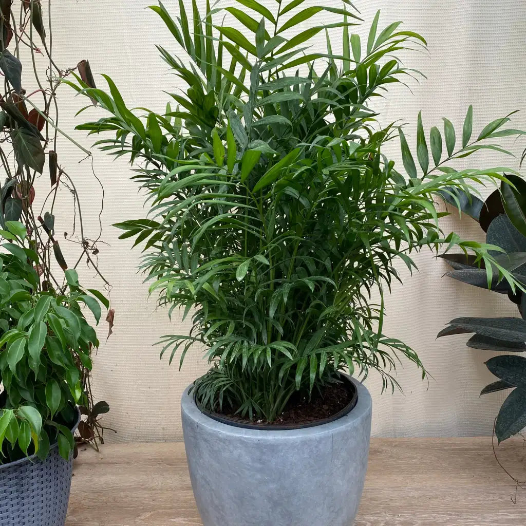 Neanthe Bella Palm Live Indoor Plant for Low to Medium Light, Graceful Compact Foliage in Multiple Pot Sizes