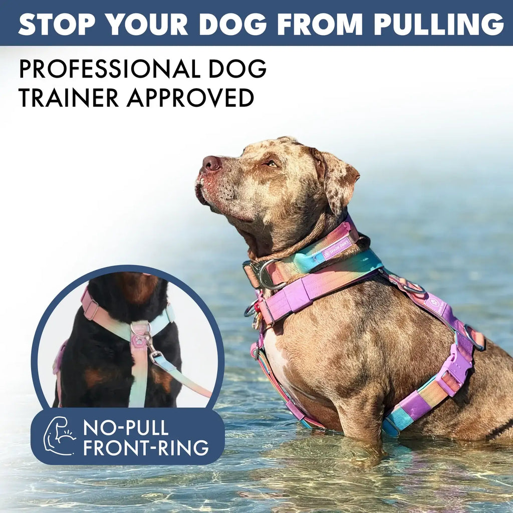 No-Pull Dog Harness and Leash Set with Adjustable Chest Fit, Multi-Use D-Rings and Waste Bag Carrier