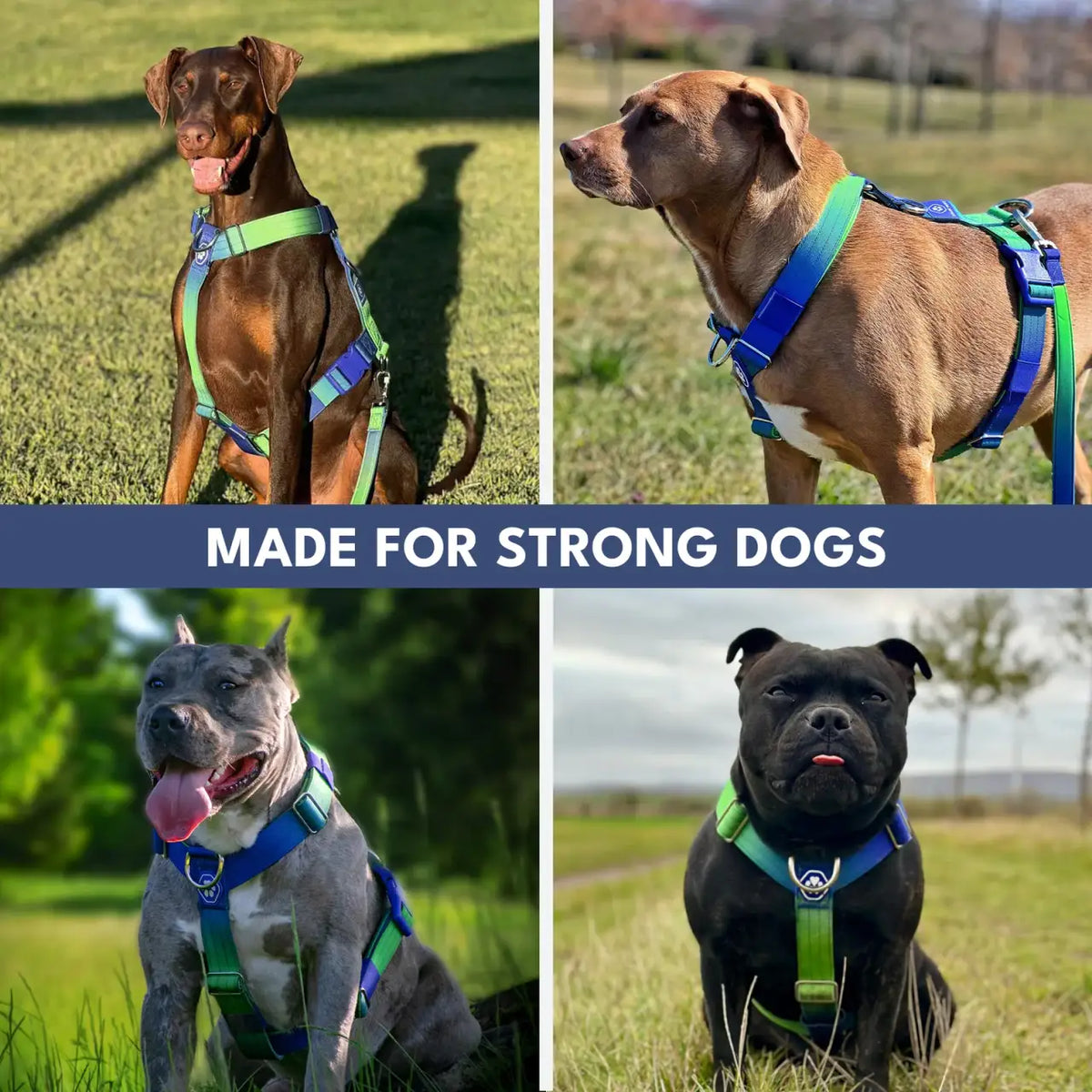 No-Pull Dog Harness and Leash Set with Adjustable Chest Fit, Multi-Use D-Rings and Waste Bag Carrier