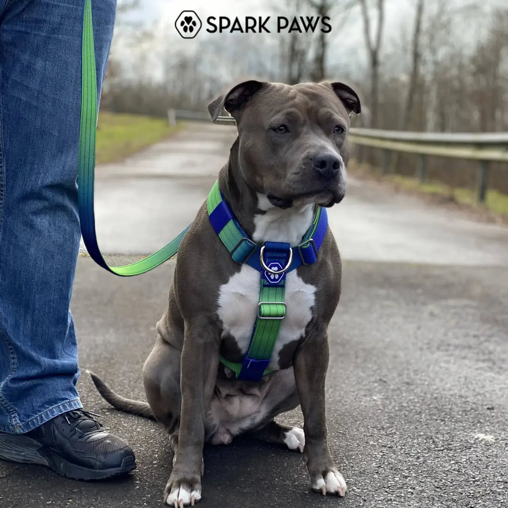 No-Pull Dog Harness and Leash Set with Adjustable Chest Fit, Multi-Use D-Rings and Waste Bag Carrier