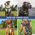 No-Pull Dog Harness and Leash Set with Adjustable Chest Fit, Multi-Use D-Rings and Waste Bag Carrier