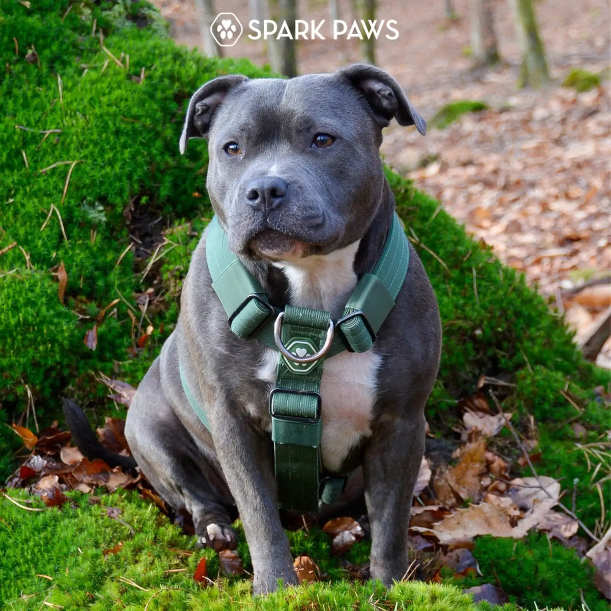 No-Pull Dog Harness and Leash Set with Adjustable Chest Fit, Multi-Use D-Rings and Waste Bag Carrier
