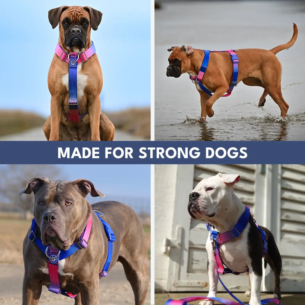 No-Pull Dog Harness and Leash Set with Adjustable Chest Fit, Multi-Use D-Rings and Waste Bag Carrier