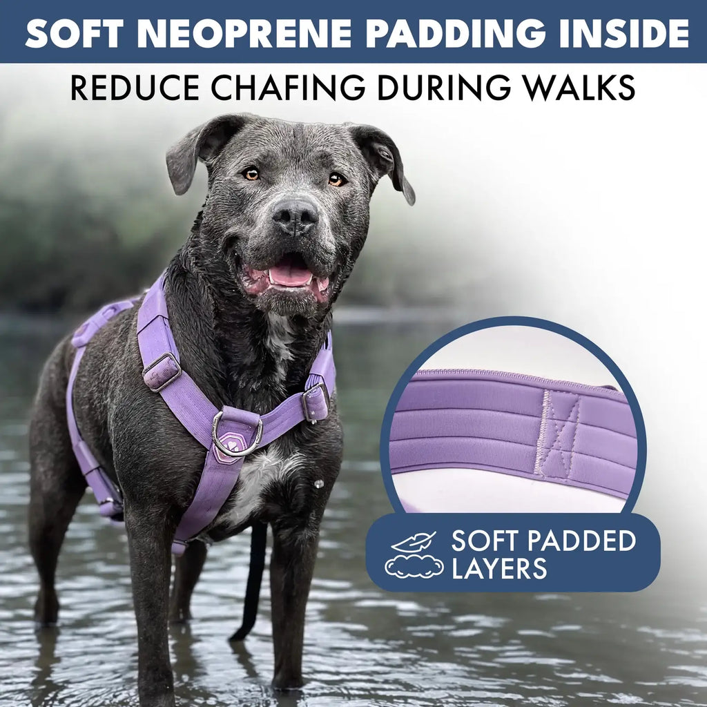 No-Pull Dog Harness and Leash Set with Adjustable Chest Fit, Multi-Use D-Rings and Waste Bag Carrier