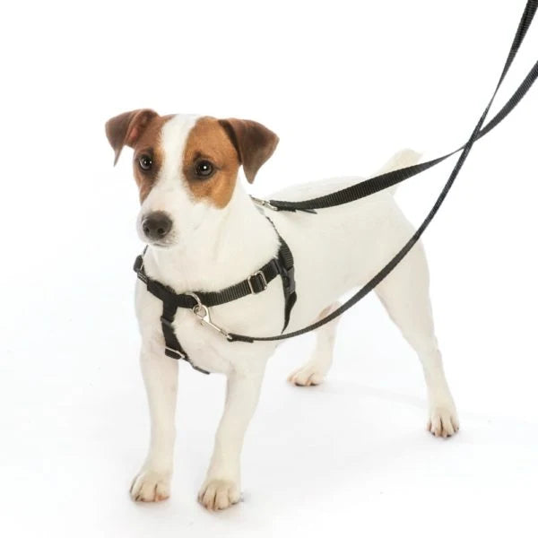 No-Pull Dog Harness in Blue Graffiti Design with Recycled Webbing and a Velvet-Lined Chest Strap