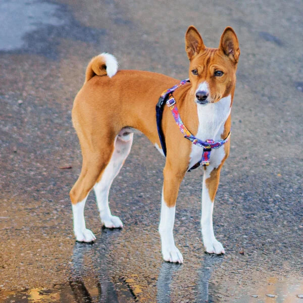 No-Pull Dog Harness in Blue Graffiti Design with Recycled Webbing and a Velvet-Lined Chest Strap